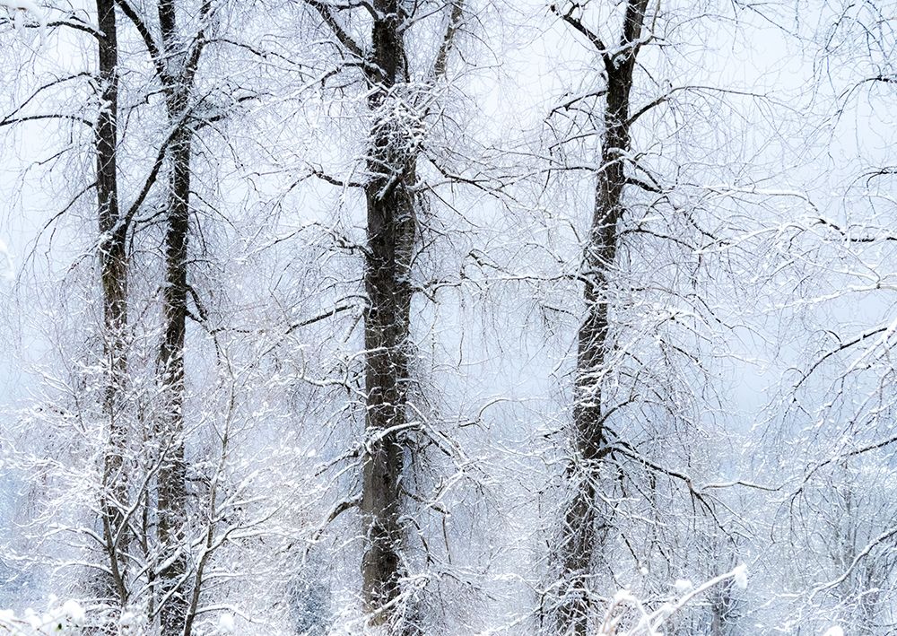 Washington State-Fall City valley with fresh snows on Cottonwoods